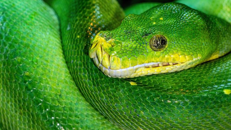 Python Programming Books Review: Still Worth It in 2026?