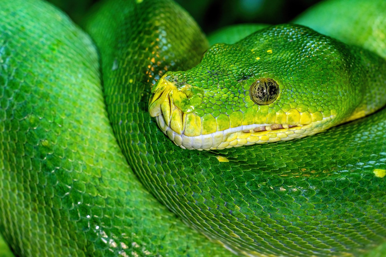 Python Programming Books Review: Still Worth It in 2026?