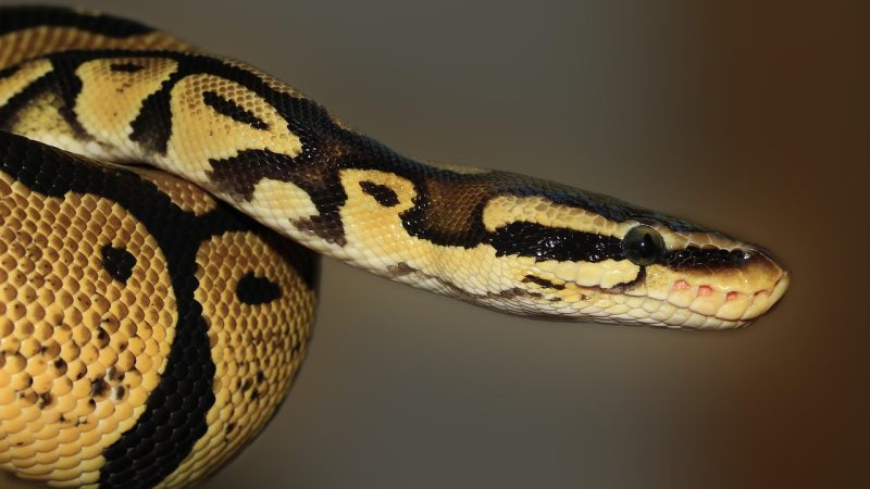Python AI Coding Assistants: My Top Picks for 2026