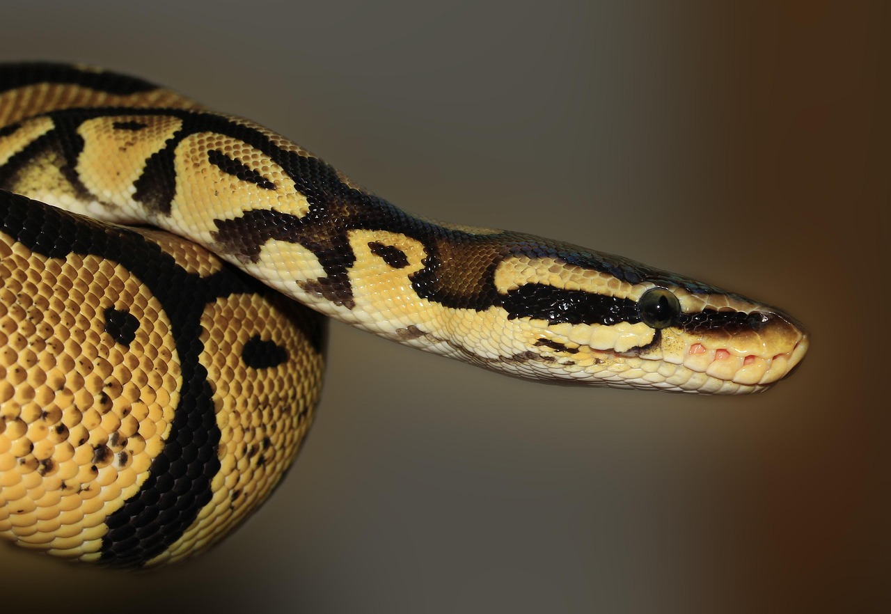 Python AI Coding Assistants: My Top Picks for 2026